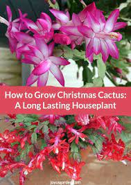 Your christmas cactus may flower on its own, but if not, here's what you need to do to force it into dormancy. Christmas Cactus Care A Long Lasting Succulent Houseplant