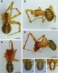 Kilauea's general pest service includes regular treatment for most structural pests including ants, roaches, centipedes, millipedes, mice, silverfish, spiders, wasps, and pantry pests. A Happy Family Systematic Revision Of The Endemic Theridion Spiders Araneae Theridiidae Of The Hawaiian Islands