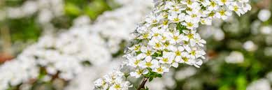Check spelling or type a new query. 13 Bold White Flowering Shrubs Bushes Horticulture Co Uk