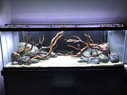 Pin On Aquascape