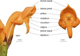 Image result for Platycoryne pervillei