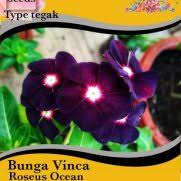 Jual bibit bunga tanaman hias impor & lokal unggul. Jual Benih Bibit Tanaman Gantung Murah Lengkap Bibit Online