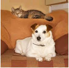 Obedience training, housebreaking, dog diet & nutrition Resource Center Veterinarian In Medford Or Medford Animal Hospital