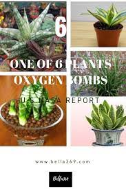 Unreflected changes in the discussed game mechanics are detailed here: Do You Know There Are 6 Top Plants Oxygen Bomb Plants In Our Earth Keep Them And They Will Clean Your Room Air And Release Ox Plants Oxygen Diy Backyard