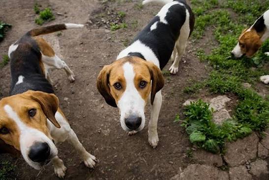 Breeds English Fox Hunting Dogs American Foxhound British Hunting Dog Breeds Welsh Foxhound Old
