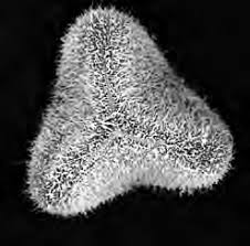 Image result for Cyathea mossambicensis