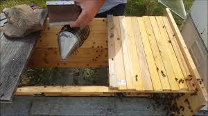 I started my beekeeping adventure 3 years ago with 2 tbhs. Beekeeping Transferring Bees From Langstroth To Top Bar Hive Youtube