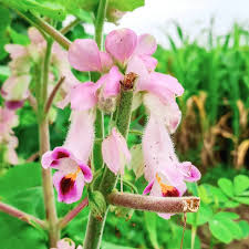 Image result for Harpagophytum