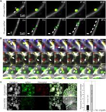 Check spelling or type a new query. Horizontal Genome Transfer By Cell To Cell Travel Of Whole Organelles Science Advances