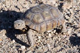 Mohave Desert Tortoise Gopherus Agassizii