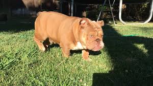 We have 1 blue fawn female and 2 blue fawn males left out of a litter 8 olde english bulldog puppies born 15/11/15! Lilac Fawn Mini English Bulldog Dogs Golden Retriever Puppies Golden Retriever