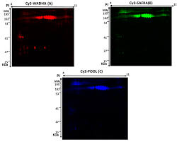 Get free truck rental rate quotes at laguna self storage llc. Molecules Free Full Text Comparative Analysis Of Milk Fat Globular Membrane Mfgm Proteome Between Saudi Arabia Camelus Dromedary Safra And Wadha Breeds Html