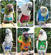 fashion hoodies for your feather plucking birds or those who might catch a chill oh boy looking very cool fashionhoodie pet birds parrot pet funny birds