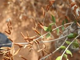 Image result for xylella fastidiosa oleander symptoms