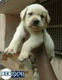 White labrador puppies for sale philippines. Heavy Bone Labrador Retriever Off White Colour Puppies For Sale Pathanamthitta Free Classifieds