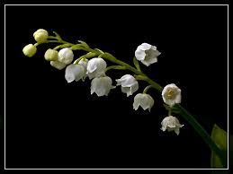 Our Official Guide To The Symbolic Meanings Of Wedding Flowers Lily Of The Valley Flower Meanings Beautiful Bouquet