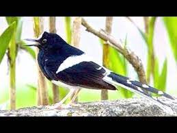 Akan tetapi yang sering kita jumpai ada 5 jenis burung kacer. Terapi Lengkingan Suara Kacer Air Sangat Ampuh Youtube