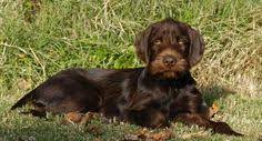 79 Greta Dog Ideas Hunting Dogs Dogs Puppies