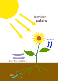 Mais à faire avancer des trains ! Photosynthese Wikipedia