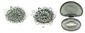 Image result for Meta Thelypteris