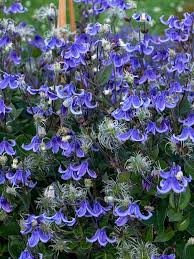Image result for Clematis simensis