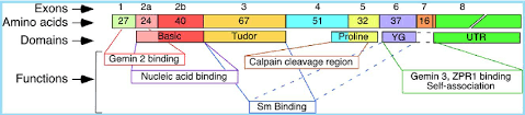 That guy stay big cappin' trin: Diagrammatic Representation Of Smn Mrna And Smn Protein Number Of Download Scientific Diagram