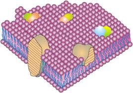 This 2 minute animation describes the components a cell's plasma membrane. The Fluid Mosaic Model Of Membrane Structure Still Relevant To Understanding The Structure Function And Dynamics Of Biological Membranes After More Than 40 Years Sciencedirect