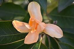 Image result for Magnolia champaca