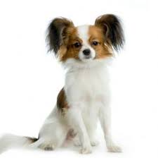 Papillon, michigan » chesterfield township. Papillon Breed Information Pictures Butterfly Dog Phalenes Squirrel Dog