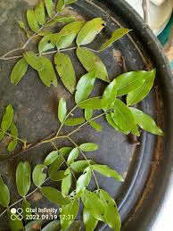 Image result for Grewia mildbraedii