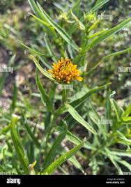 Image result for Pascalia glauca