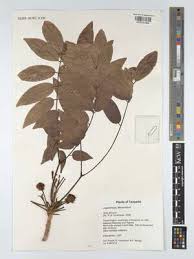 Image result for Pseudoprosopis