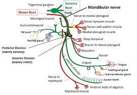 Trigeminal Nerve Subdivisions Functional Components Structures Supplied Anatomy Qa Nerve Anatomy Nerve Anatomy