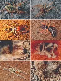 Camel spiders are not spiders, and they don't eat camels — or people. Warning Potentially Scary Images Fearsome Jaw Of Camel Spider Unveiled In Visual Atlas
