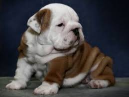 English Bulldog Puppies In Idaho