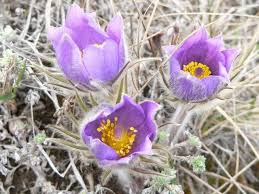 Cobain's lyrics poke fun at the people outside of the underground music scene that began showing up at nirvana shows after the release of the group's debut album, bleach. Yukon Wild Crocus They Are The First Flowers To Bloom After Winter Bloom Beautiful Rocks Crocus