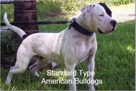Standard Of Working Type American Bulldogs Oreba Registry