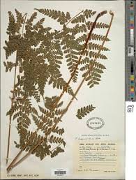 Image result for Triplophyllum