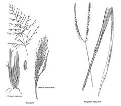 Image result for Diheteropogon filifolius