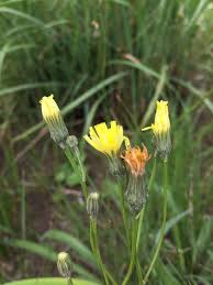 Image result for Tolpis capensis