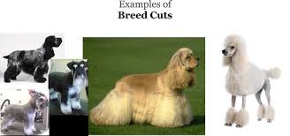 Check spelling or type a new query. Dog Grooming