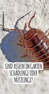 Um einem eventuellen befall durch kellerasseln schon vorher vorzubeugen, empfiehlt es sich, generell feuchtigkeit in den räumen zu vermeiden. Sind Asseln Im Garten Schadlinge Oder Nutzlinge In 2020 Assel Schadlinge Obst
