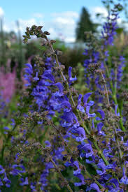 Image result for Salvia