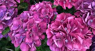There are species that also entertain our palate, deliver medicinal properties, or strengthen ecosystems around us. Hydrangea Growing Guide Tui Prepare Plant Nourish