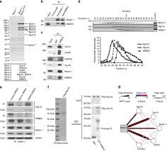 €1.00m* nov 12, 1991 in león de los aldama, mexico. Nrbf2 Regulates Autophagy And Prevents Liver Injury By Modulating Atg14l Linked Phosphatidylinositol 3 Kinase Iii Activity Nature Communications
