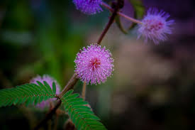A large glossary of names of flowers in english and hindi with their scientific botanical names. 15 Flower Names In Hindi And English Owlcation