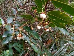 Image result for Aphloiaceae