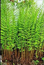 Dryopteris Australis Shade Plants Ferns Garden Florida Native Plants
