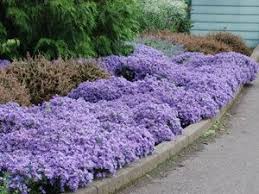 Aster Woods Light Blue Is A Disease Proof Groundcover That Butterflies Love Long Blooming Perennials Plants Lawn And Garden