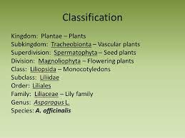 Asparagus Classification Kingdom Plantae Plants Subkingdom Tracheobionta Vascular Plants Superdivision Spermatophyta Seed Plants Division Magnoliophyta Ppt Download